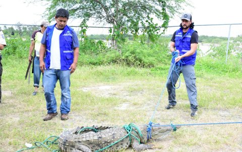 Instante en el que el cocodrilo fue capturado, previo a ser liberado.