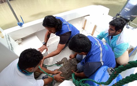 El animal fue liberado en su espacio.