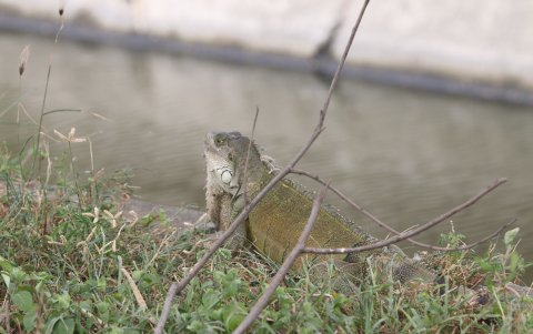 Es muy común ver iguanas en el lugar