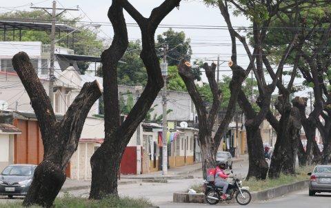 Hecho. La comunidad asegura que previamente se ha pretendido retirarlos. En el sitio hay decenas de especies.
