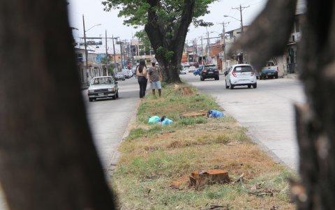 Realidad. Los árboles se encontraban en el parterre central de la avenida Francisco Rizzo e Isidro Ayora.