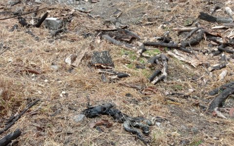 Sitio. Los restos de una iguana están en el lugar.