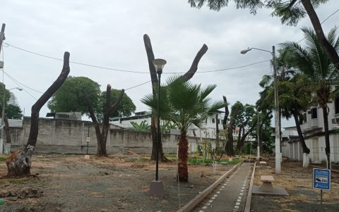 Espacio. Al menos nueves samanes fueron podados y talados.