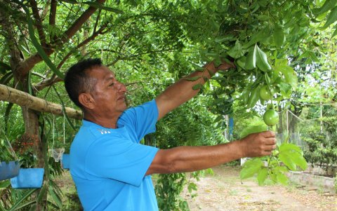 El agricultor Eleodoro de la Luisa cultiva maracuyá desde hace un año.
