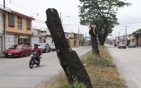 Especies. Así quedaron algunos árboles del parterre de la Francisco Rizzo.