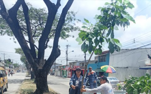 Diez especies fueron plantadas