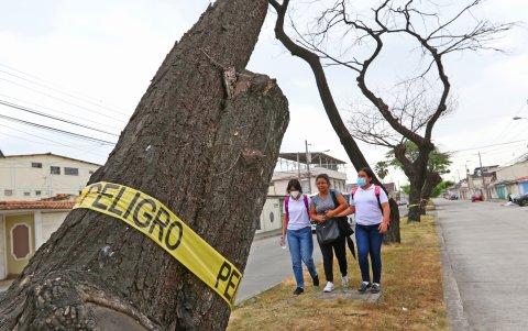 Las familias de Guayaquil gritan por sombra y no hay quien las escuche, advierten.
