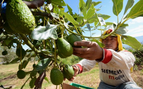 Cosecha de aguacate en la provincia de Pichincha