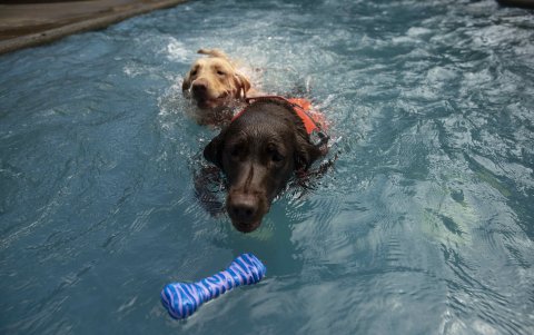 Dos perros realizan ejercicios de hidroterapia en una piscina en La Escuela Canina de Nicaragua hoy, en Managua (Nicaragua).