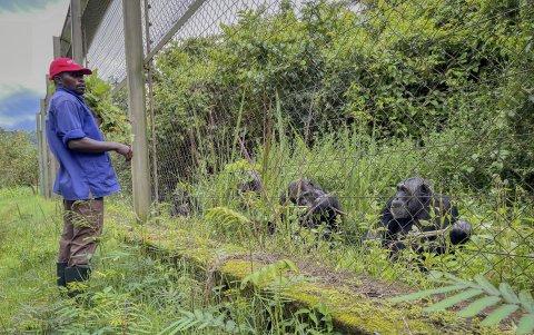 Claude-Sylvestre Libaku, uno de los trabajadores más veteranos del centro de rehabilitación de primates de Lwiro, observa a los chimpancés del santuario. El santuario también es el hogar de otros 112 chimpancés, todos incautados de los cazadores furtivos.
