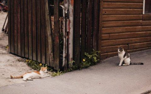 Inquietos. No son fácil de desalojar cuando se adueñan de un lugar.