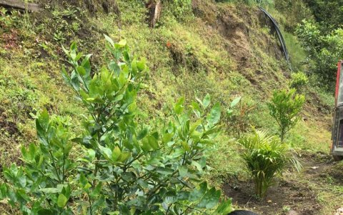 Las cenizas ubicadas junto a una planta simboliza el intercambio entre dejar un cuerpo inerte y dar paso a una nueva vida