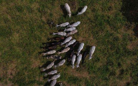 Ocupación. Los ganaderos adoptan prácticas que convierten la región en un laboratorio de producción y cuidado del ambiente.
