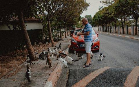Cuidados. Los gatos, debido a su naturaleza de cazadores se han convertido en ‘depredadores dañinos’.