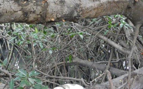 En Guayaquil, un gato fue fotografiado mientras dormía en un árbol de un área protegida.