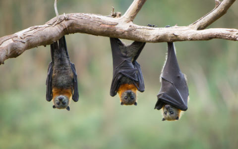 Se sospecha que el pangolín pudo ser la especie puente entre el murciélago y el humano, en la transmisión del Sars Cov2.