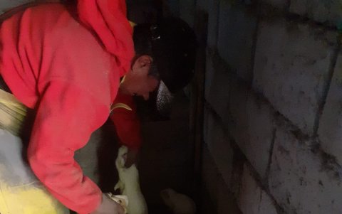 Resignación. El exmilitar contabiliza los pocos cuyes que sobrevivieron