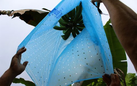 Plantación. Una finca tecnificada da 700 cajas de plátano por hectárea.