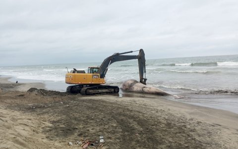 La ballena fue enterrada.