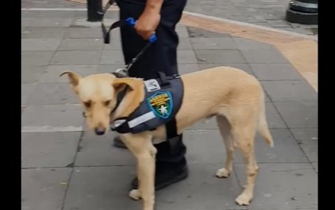 María José asegura que el perro que vio en los videos promocionales del Escuadrón Esparta es su mascota.