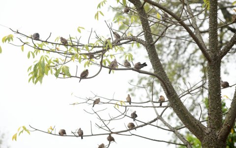 La diversidad de aves es uno de los factores que más inciden en las visitas de la ciudadanía.