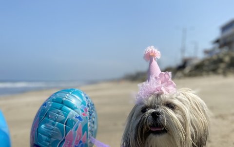 En la playa. Una de las creaciones de Toto’s Pet Shop. Este atelier ofrece sus colecciones por la redes sociales.