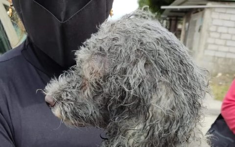 Efecto. Las mascotas fueron atendidas por paramédicos.