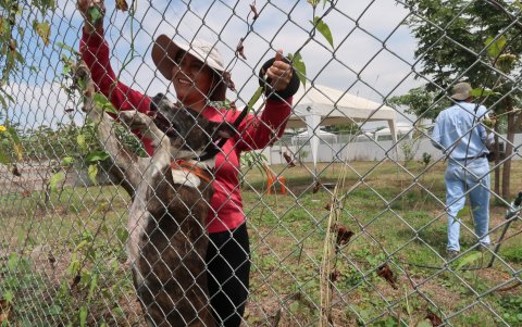 Tratamiento. Bronco requiere más tiempo en terapia, pero hay mejoría, dice la experta.