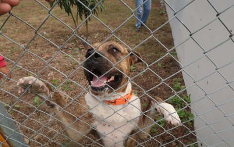 Son pocos los casos que se denuncian de perros utilizados para peleas callejeras u organizadas.