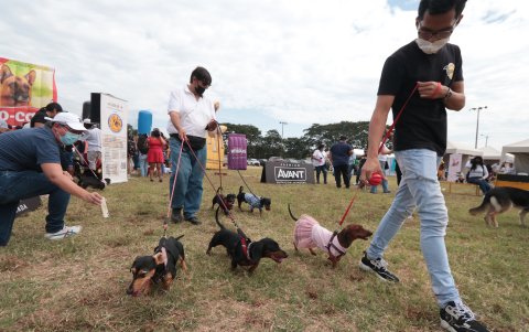 Perros. En la Kennedy se realizó Expo Mascotas, como parte de las actividades julianas.