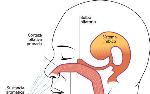 Proceso olfativo.
