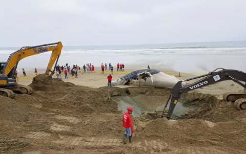 El animal comenzó a ser enterrado bajo una capa de cal.
