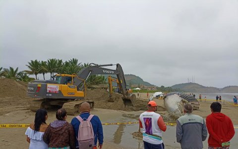 Turistas se acercaron a ver el animal.