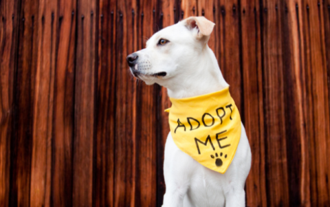 Una bonita forma de despedir a las mascotas es aportando al medio ambiente.