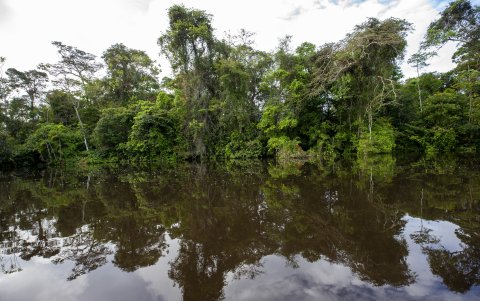 Vista de las orillas de la Laguna Grande de Cuyabeno, el 28 de mayo de 2022 en el Parque Nacional Yasuní (Ecuador).