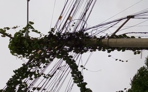 La maleza trepa por postes y cables, otro problema.