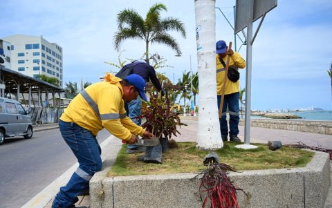 En el sitio se sembrarán plantas, palmeras y árboles.