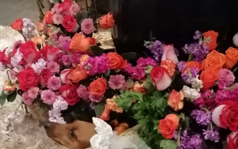 Mascota.- Mona fue una de las invitadas para participar en el desfile de Expoboda.