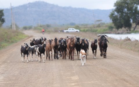 El  trabajo de esta mascota de raza mestiza es arrear y cuidar de los chivos cuando estos van  a las praderas a pastar y lo hace con tal pericia que hasta ahora ni uno de los cornudos mamíferos se le ha perdido.