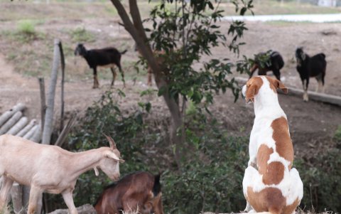 La historia trabajo y responsabilidad de 'Perro Chivatero', nombre que le han dado en la camaronera,  inició en 2018, cuando tenía pocos días de nacido.
