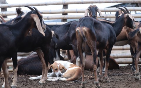 Aunque no tiene pedigrí, el perrito  de contextura delgada y cuatro manchas color marrón en su pelaje blanco, es querido por todos los humanos y animales del negocio de cultivo y producción de camarones.