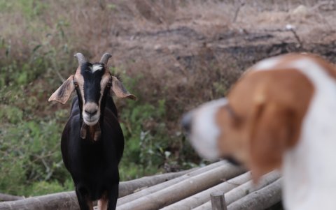 El can se lleva consigo 34 chivatos adultos, pues los más pequeños se quedan en el corral. Son 48.
