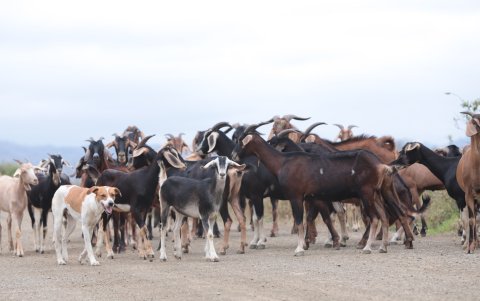 Los chivatos no se mueven del corral sin el perro, lo siguen a cualquier parte, por eso el can siempre camina al frente. Aunque en algunas ocasiones se confunde con ellos.