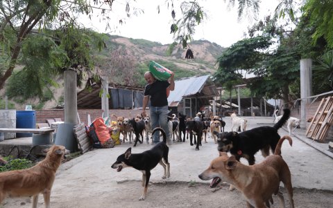 El día de este rescatista se divide entre el cuidado de las mascotas y los trabajos en madera con los que obtiene ingresos y además ha construido galpones y casas para que cada uno de sus 'huéspedes' tenga un espacio donde dormir.