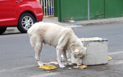 Los animales callejeros buscan alimentarse entre lo que encuentran en la basura