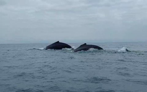 Las danzas de los cetáceos en Salinas.
