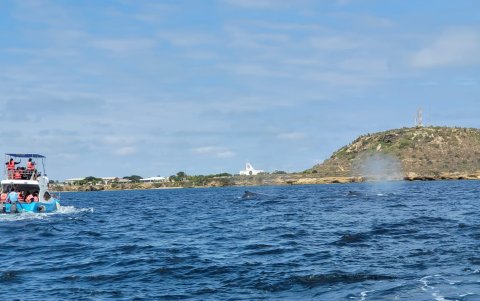 Las ballenas son captadas muy cerca de la orilla, desde junio pasado.