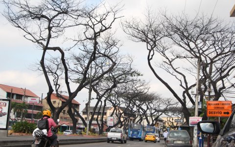 La Alborada. Esta ciudadela del norte de Guayaquil es una de las más afectadas. En prácticamente todas sus etapas se observan árboles secos.