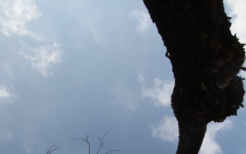 La sombra es nula en decenas de árboles del norte.