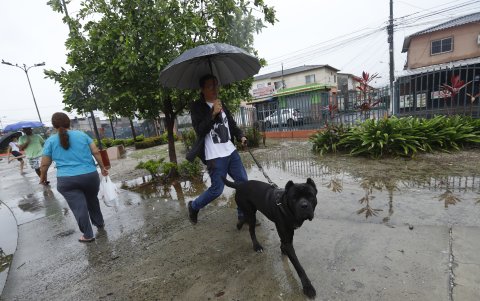 Referencial. Se estima que en la ciudad existen más de 400.000 perros, en su mayoría con hogar.
